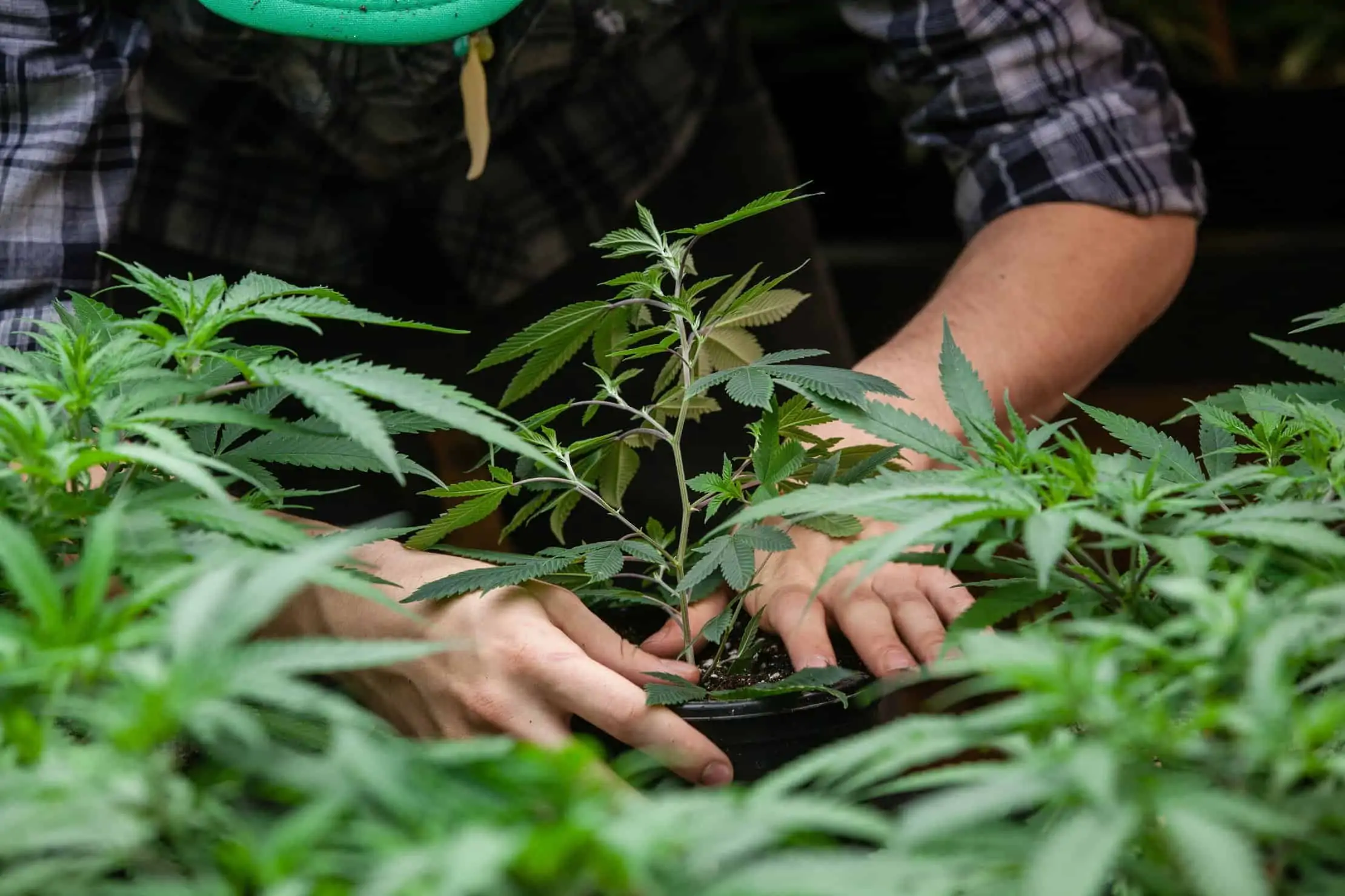 How To Win A Marijuana Cultivation License. Man planting a marijuana plant.