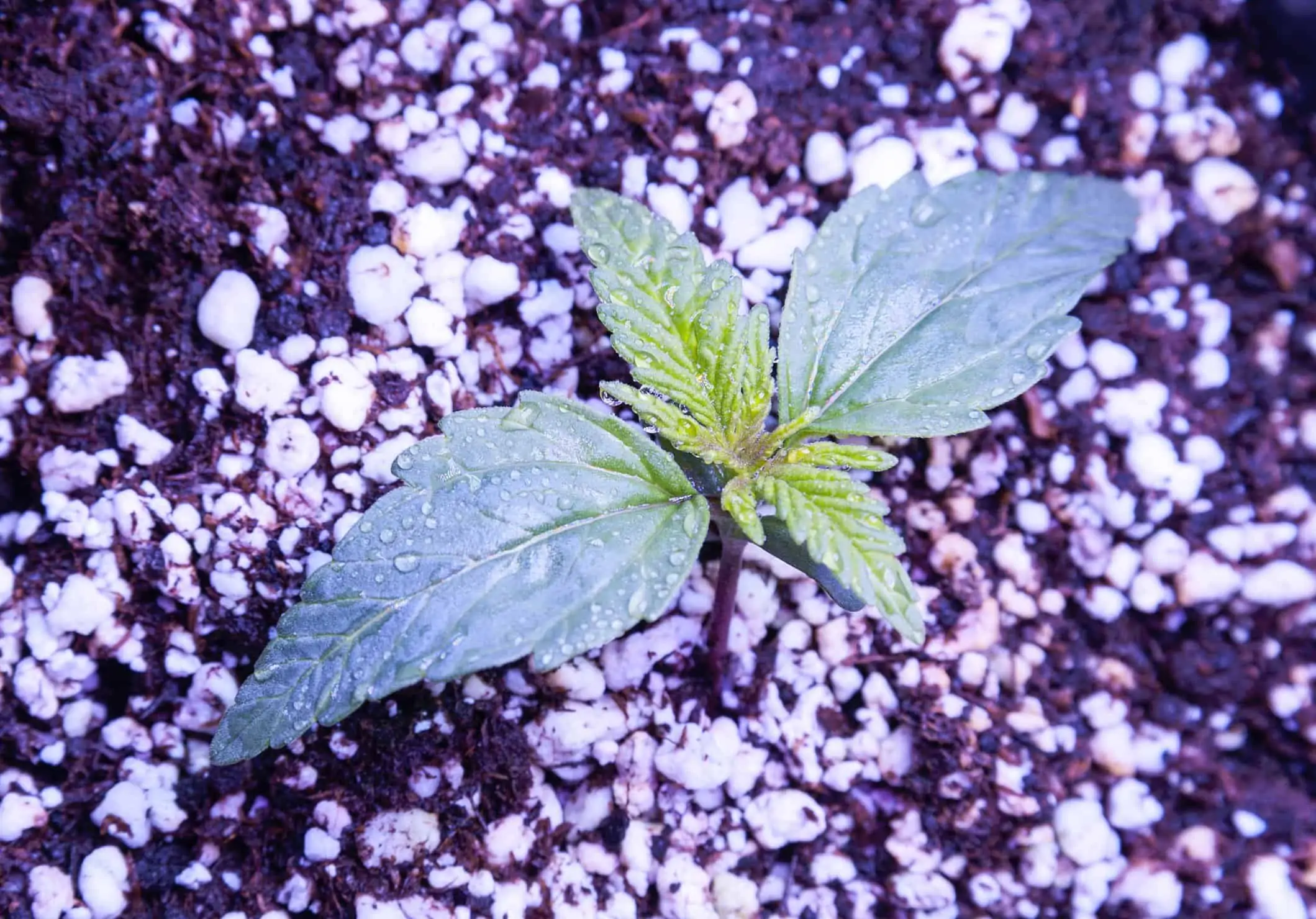 How to Administer Marijuana Fertilizer. Cannabis plant