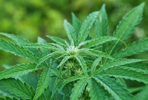 Learn More About Mold-Resistant Marijuana Strains. Cannabis plants.