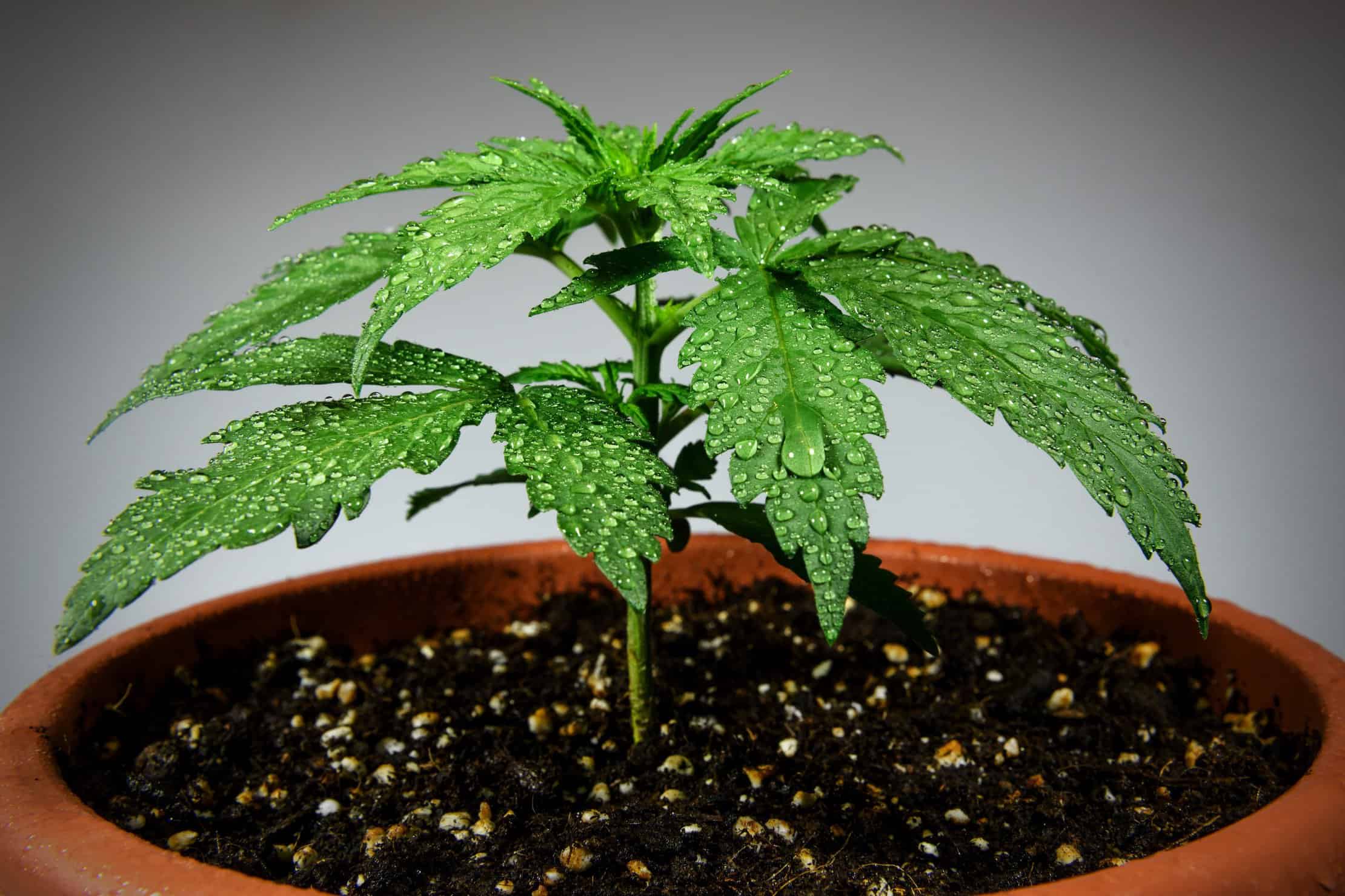 Overwatered Cannabis Plants: How to Spot and Avoid Overwatering Cannabis Plants