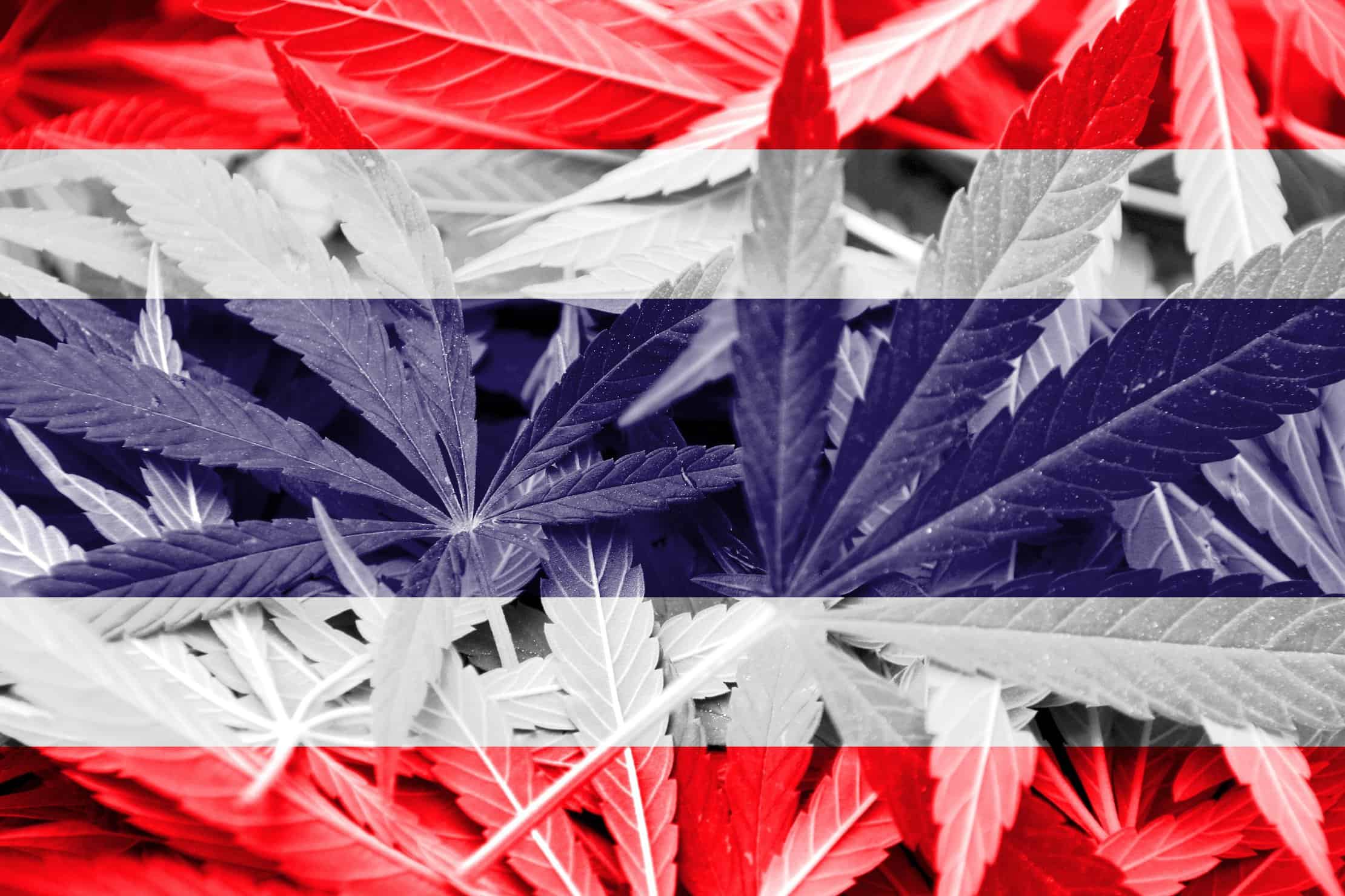 Will Thailand Consider Marijuana Legalization?. Thailand flag with marijuana leaves.
