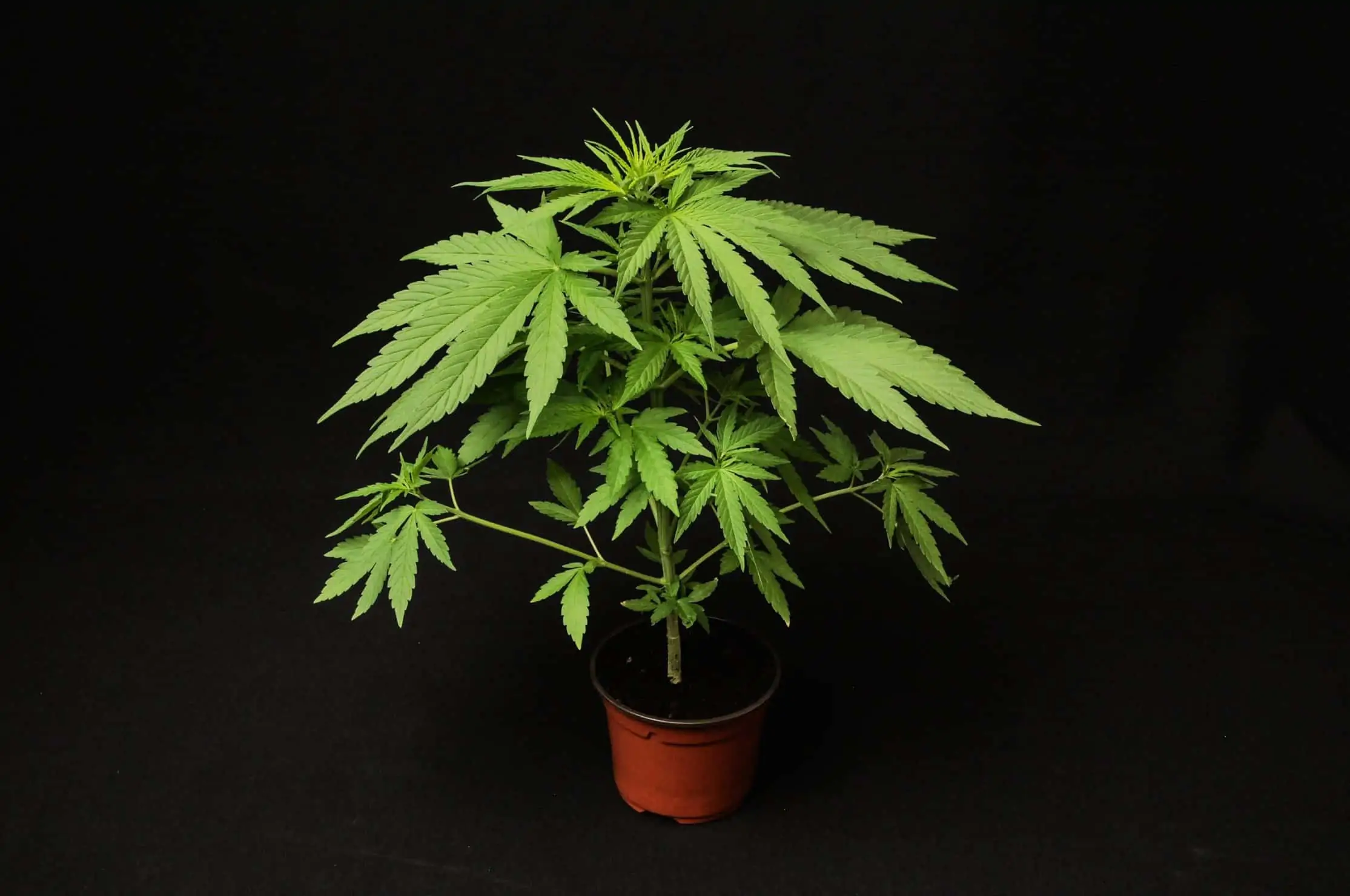 Grow Your Own Cannabis: Cultivation for Beginners