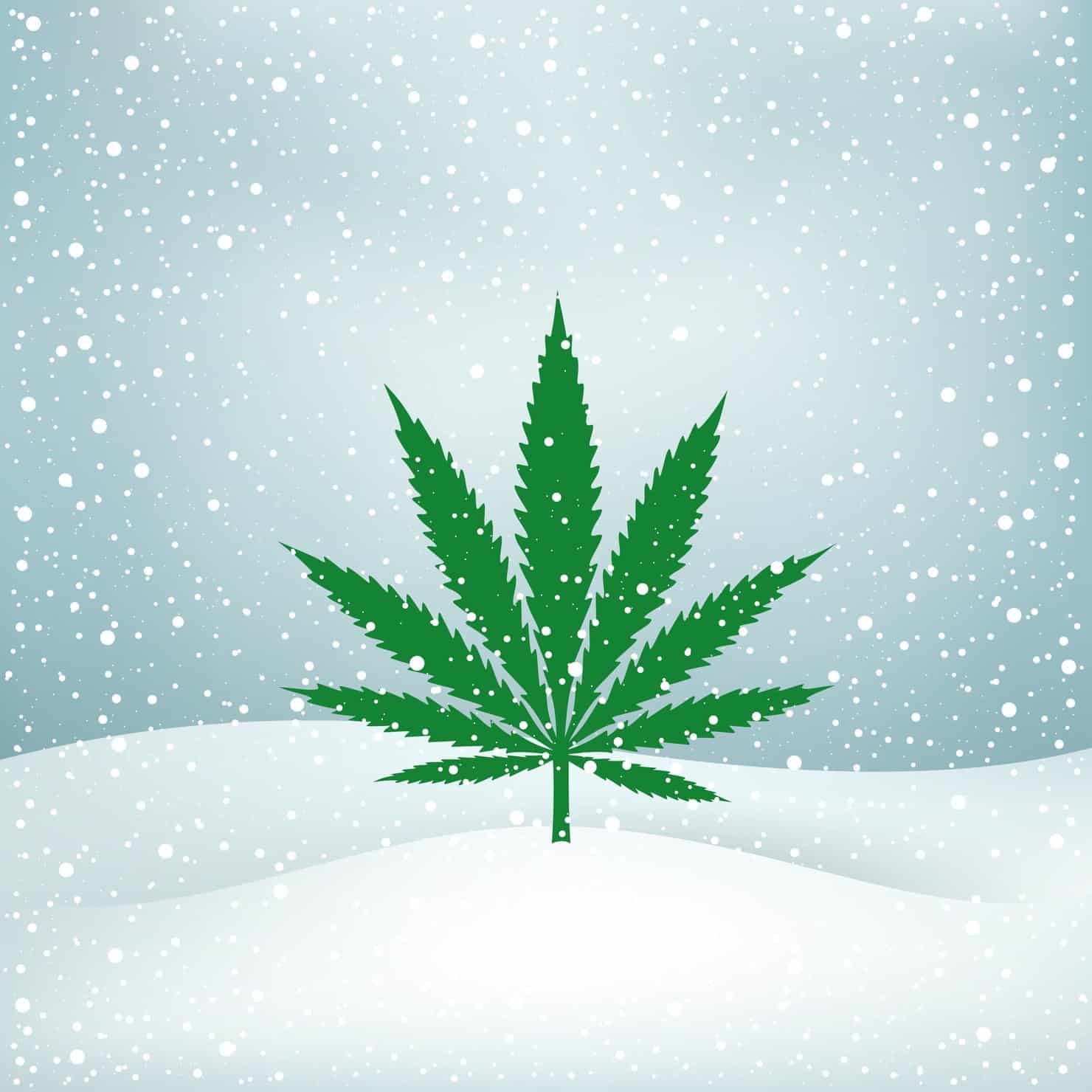Growing Healthy Marijuana Through The Winter. Snow falling on a cannabis plant. 