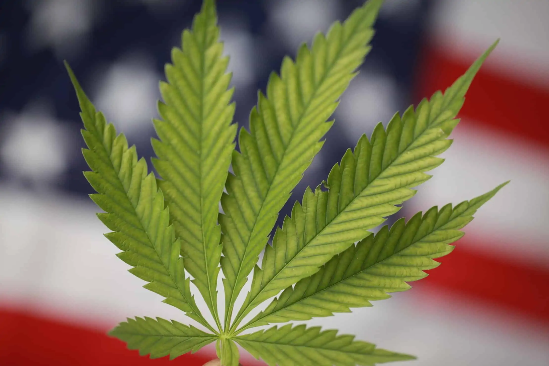 How the 2018 Midterm Election Made It Easier to Access Cannabis