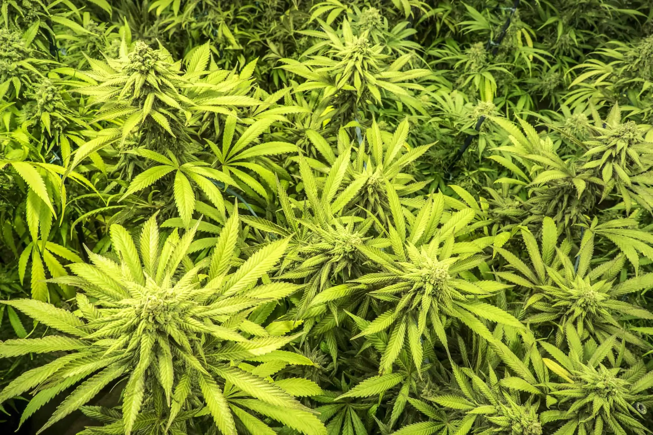 Planning You Indoor Mixed Marijuana Grow. Cannabis plants.