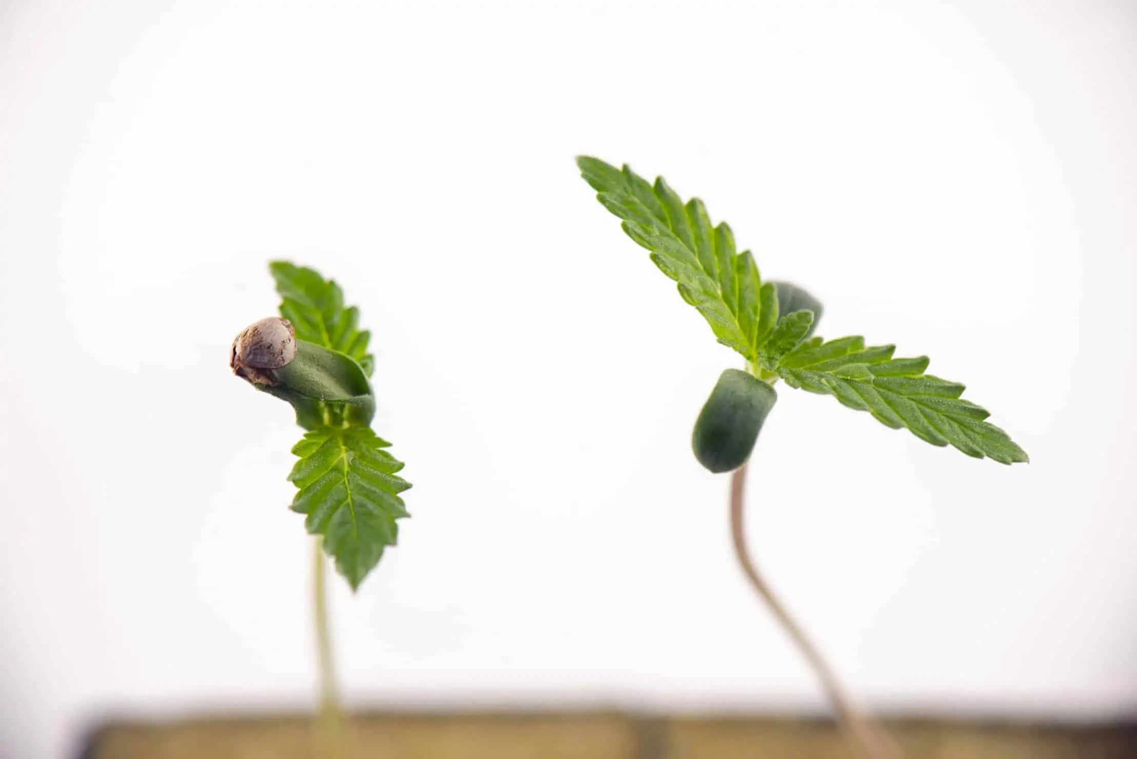 Pros & Cons of Marijuana Clones vs. Seeds. Two weed plants growing.