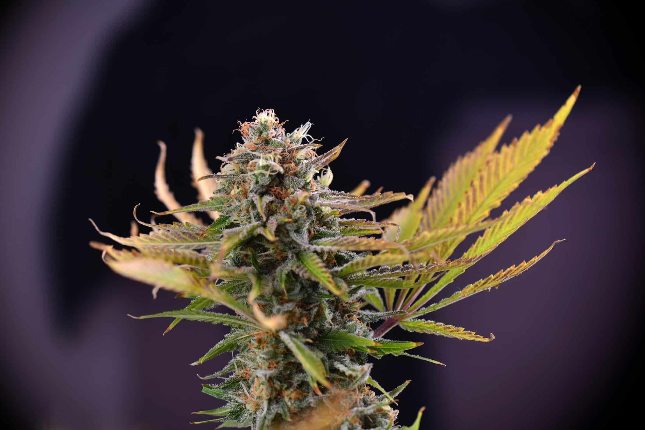 Recreational Marijuana Cultivation Laws for Home Growers. Close up of marijuana plant.