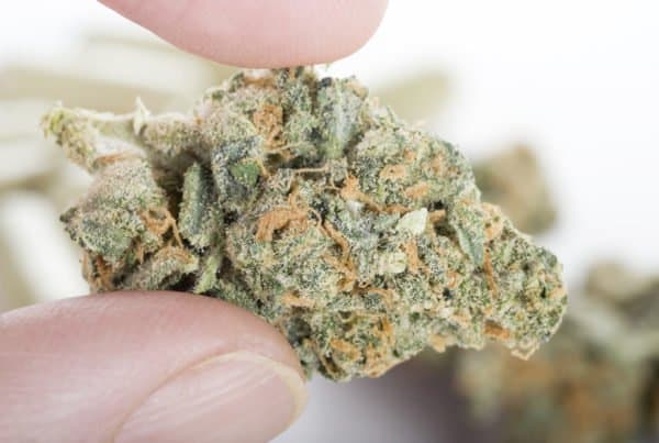 The Best Marijuana Strains for Pain Relief. Two fingers holding a bud.