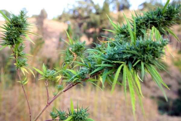 Tips for Growing Cold-Weather Marijuana. Cannabis plant in a field.