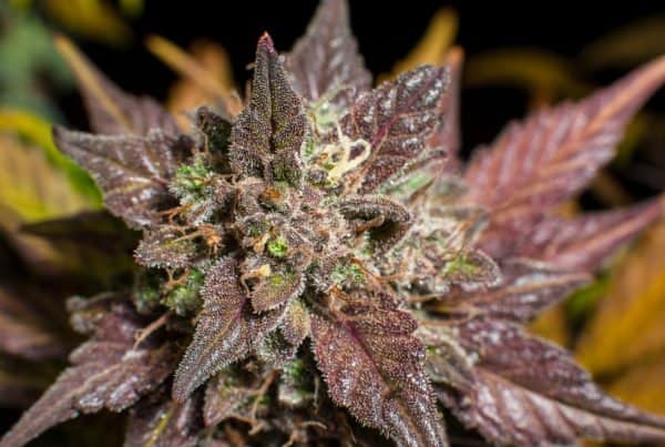 Closeup of a purple marijuana plant, purple strains