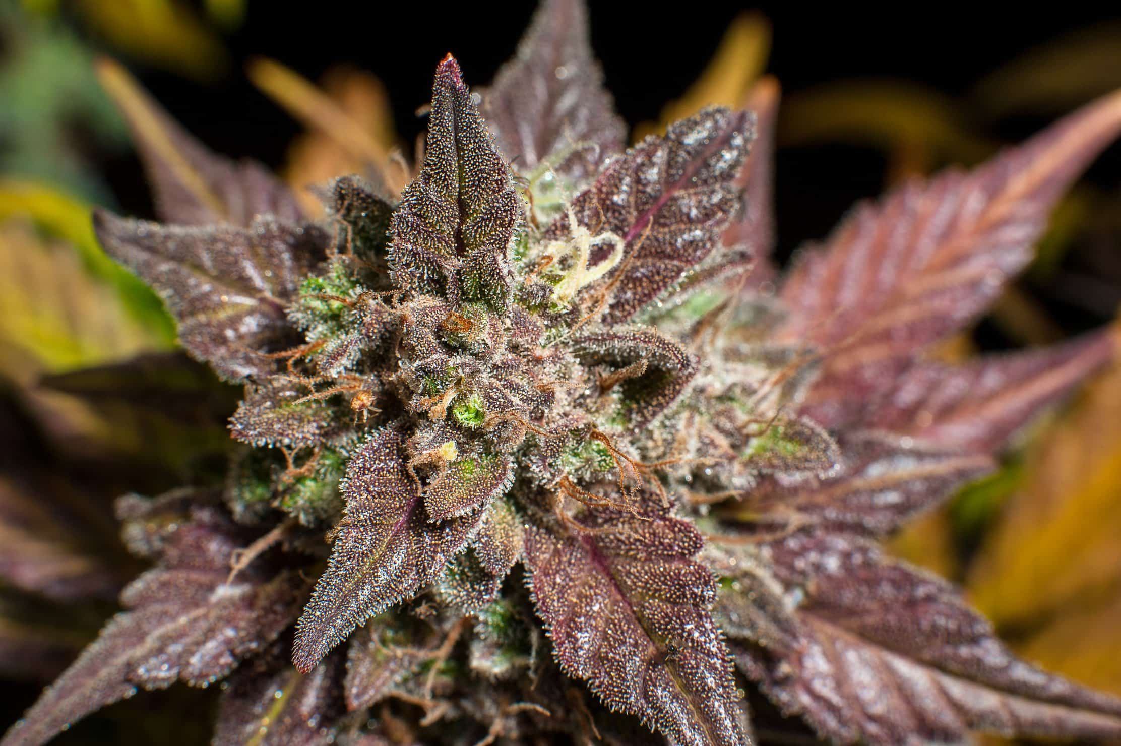 Closeup of a purple marijuana plant.