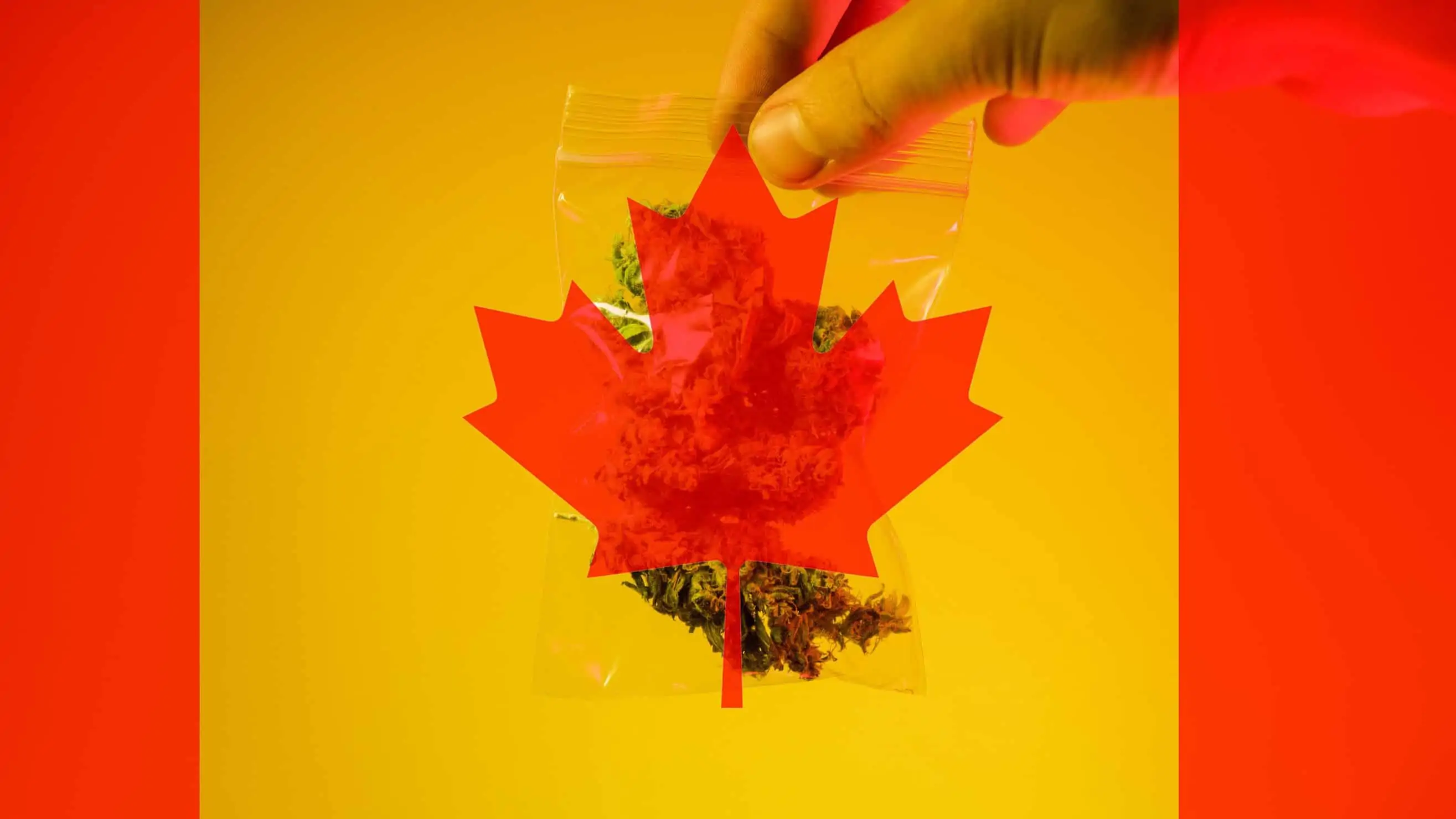 What Happens to Grey Market Marijuana Dispensaries After Legalization? Canada flag with a bag of marijuana.