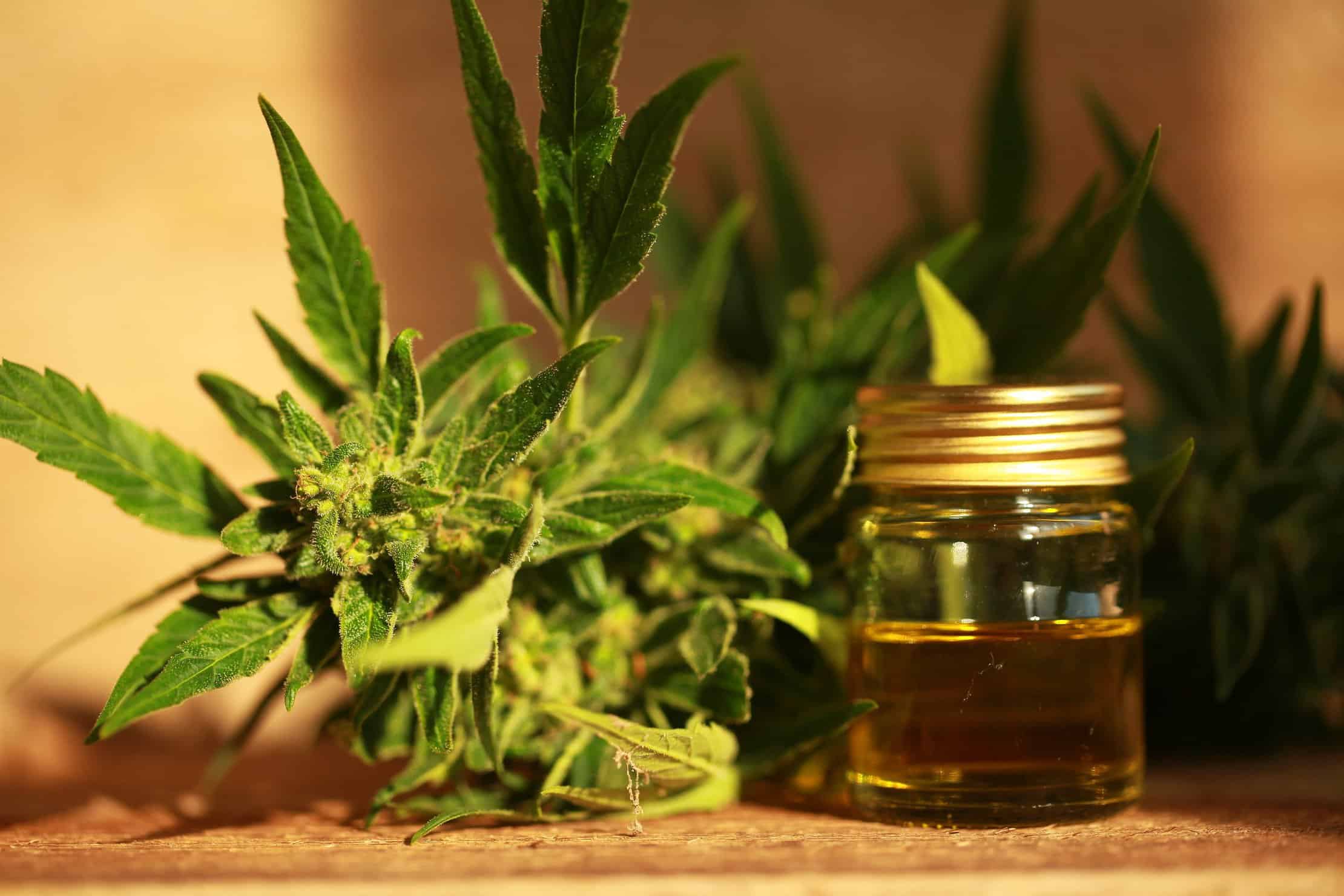 What Makes CBD Oil So Popular? Marijuana plant and oil on table. 