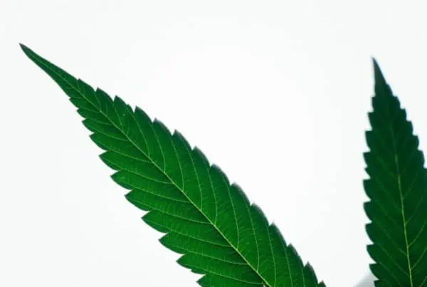 part of a green cannabis leaf isolated on white, how to promote your cannabis brand