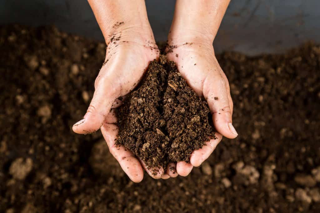 Techniques for Growing Cannabis in Peat Moss 1 Hands cupping soiling, techniques fro growing cannabis in peat moss