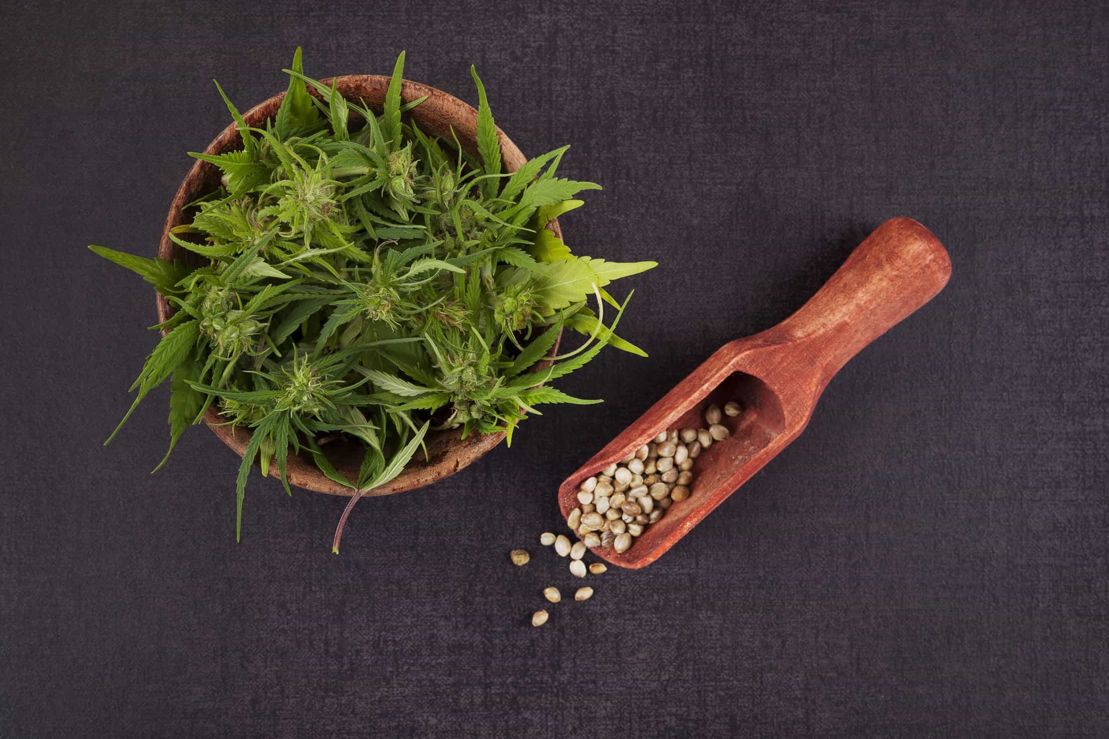 Cannabis Breeding 101: Growing Marijuana for Seeds. Weed leaves in a bowl and seeds.