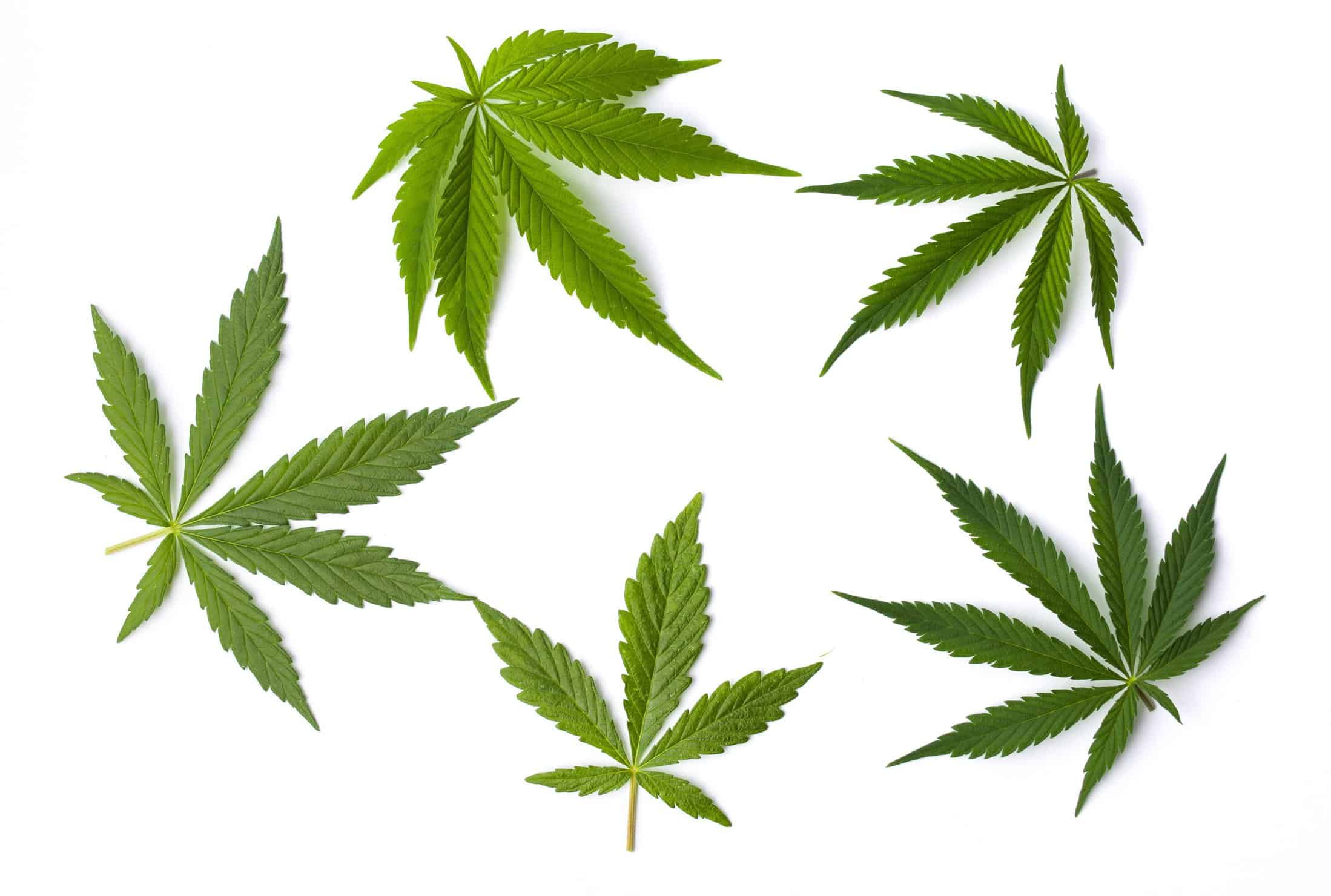 Marijuana Myths: Debunking Common Misconceptions. Marijuana leaves.