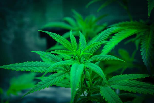 A green marijuana plant flourishing in front of a dark background, benefiting from optimal heating for its growth.