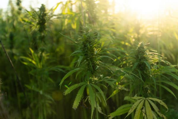 Marijuana plant at outdoor cannabis farm field