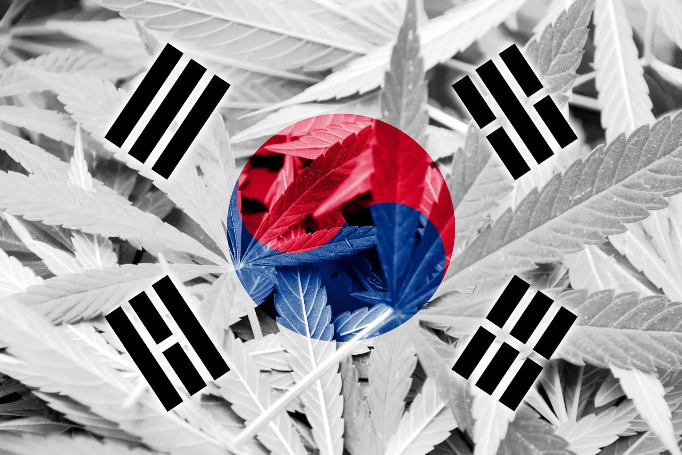 South Korea: The Latest Legal Cannabis Country. South Korea flag with marijuana leaves.