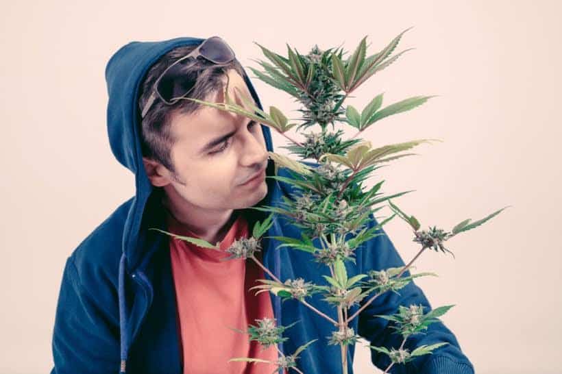 Being High vs. Being Stoned: Measuring Marijuana Consumption. Man smelling a marijuana plant.