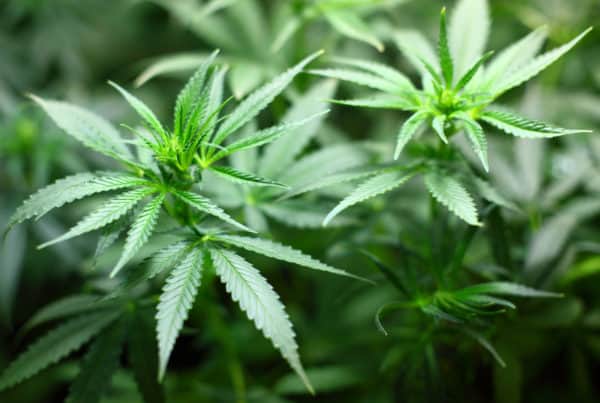 Benefits of Fulvic and Humic Acids in Growing Marijuana. Marijuana plant.