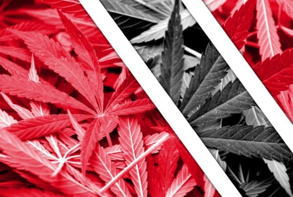 Red and white marijuana leaves on a Caribbean Cannabis News background in 2019.