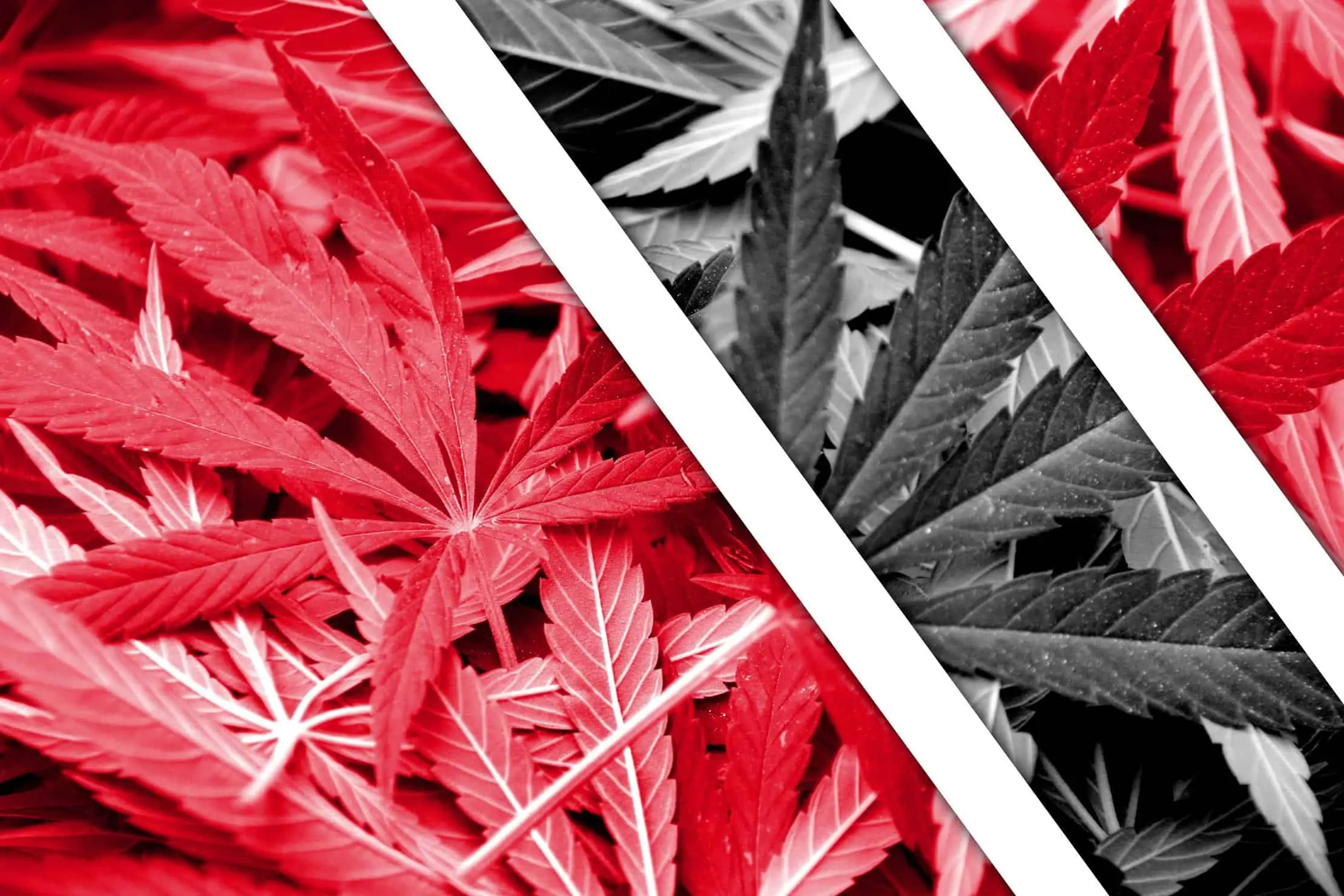 Caribbean Marijuana News in 2019. Red and black marijuana leaves.