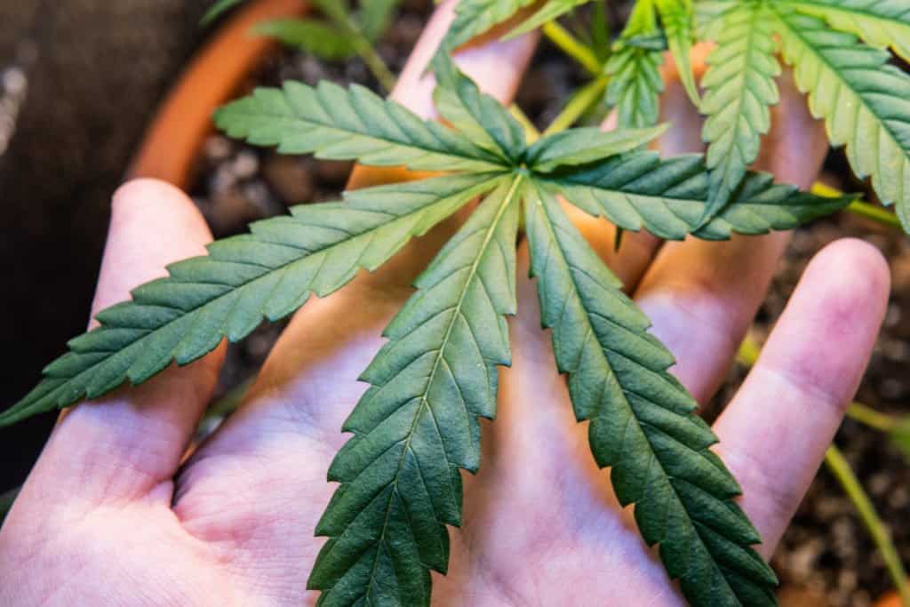 Hand holding a marijuana leaf, cannabis leaves