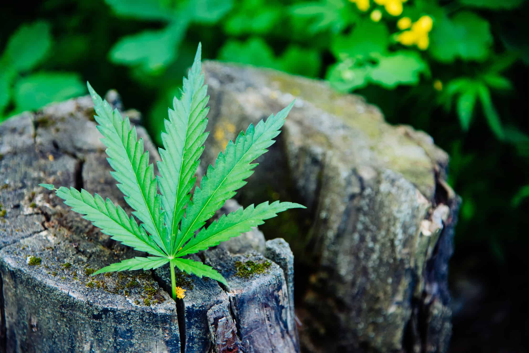 How Marijuana Legalization Affects Prices. Marijuana leaf on a stump.
