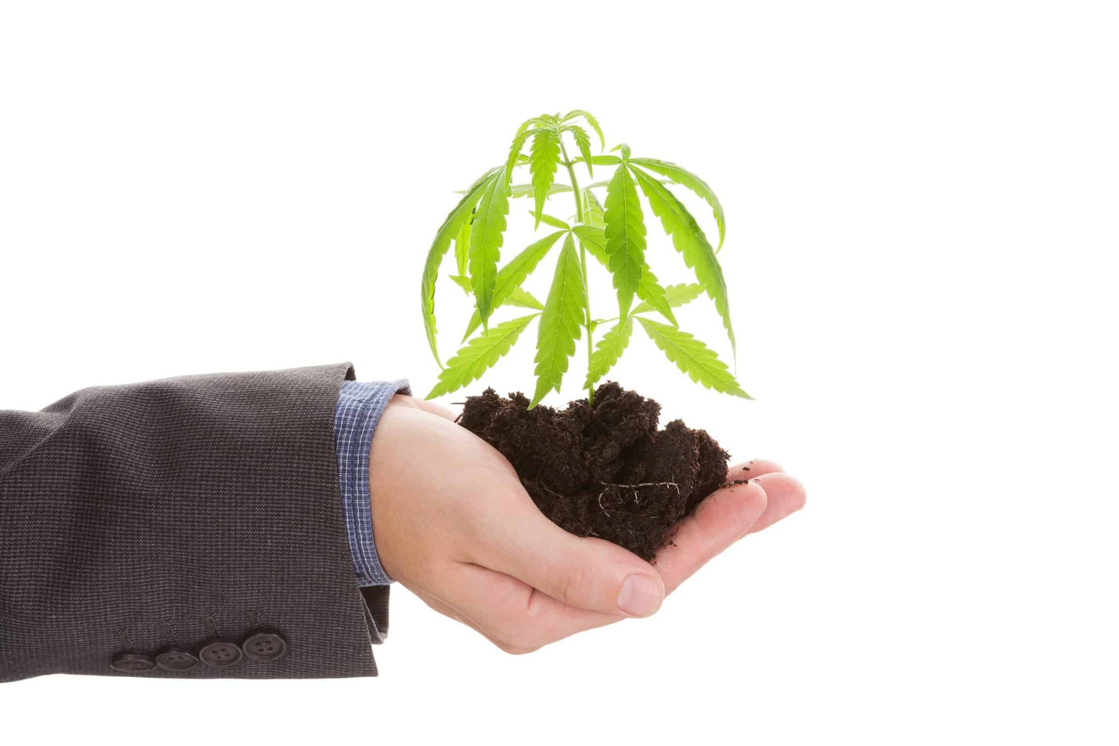How to Secure Employment in the Cannabis Industry