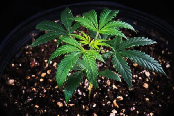 Marijuana plant in soil, growing cannabis in coco coir perlite mix