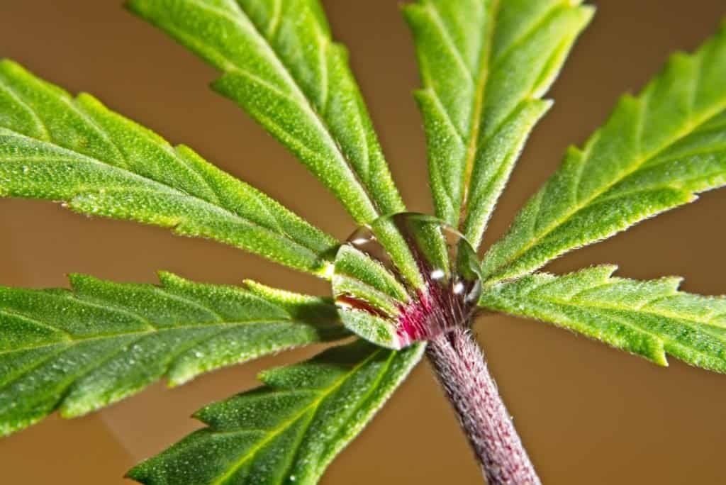 Growing hydroponic cannabis.