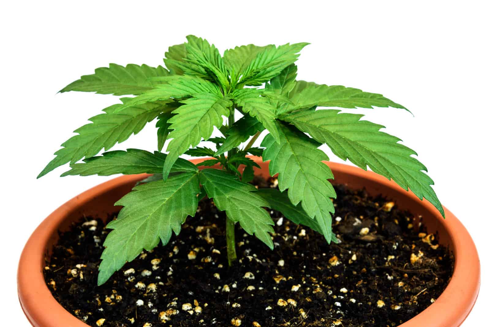 The Benefits of Air Pruning Cannabis Plants