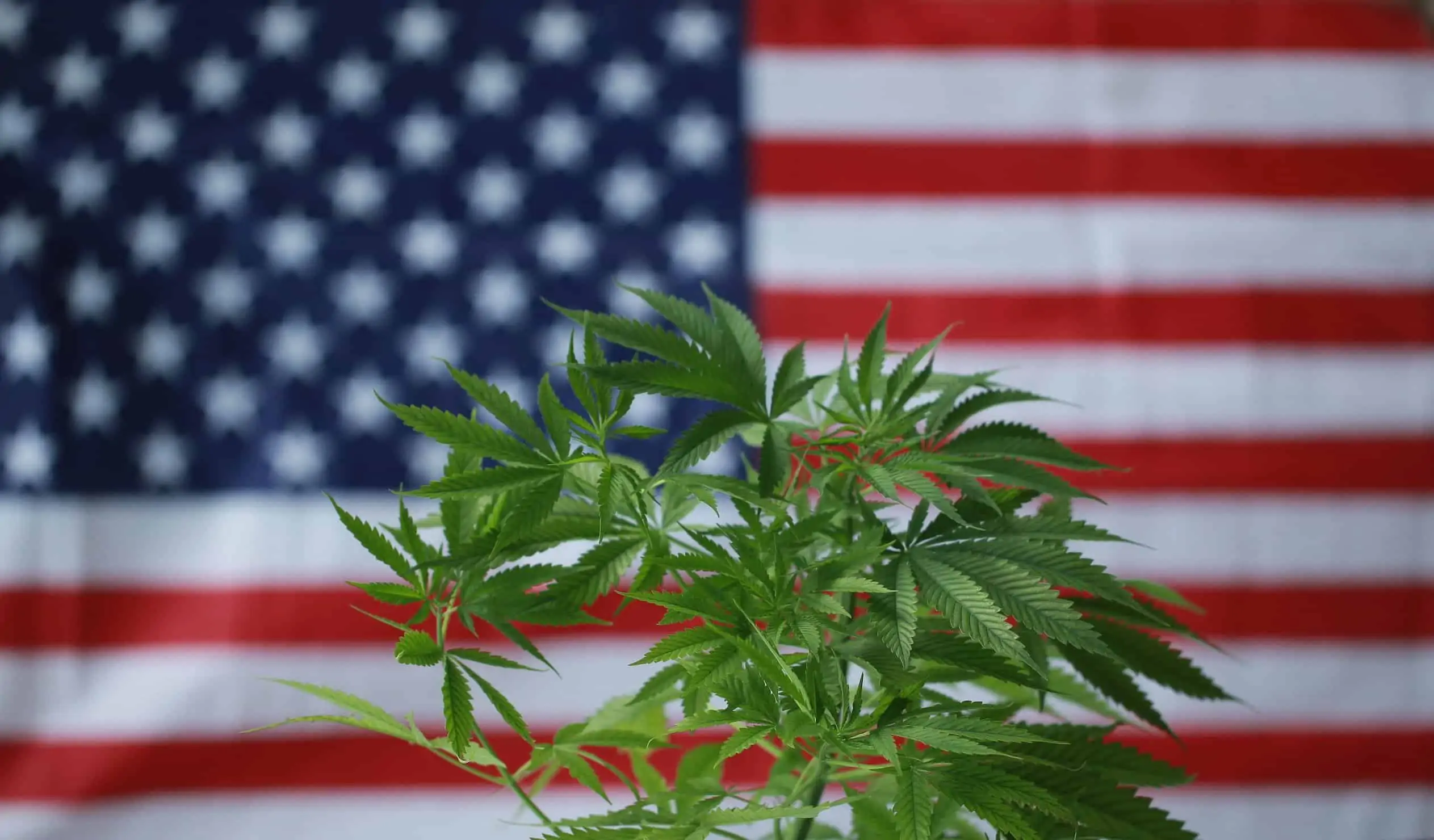 The State of Marijuana in 2019: New Year, New Goals. US flag with marijuana plant.