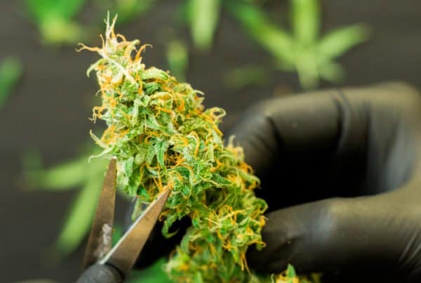 Tips for Finding Good Cannabis Industry Jobs: A person is trimming a marijuana plant with a pair of scissors.