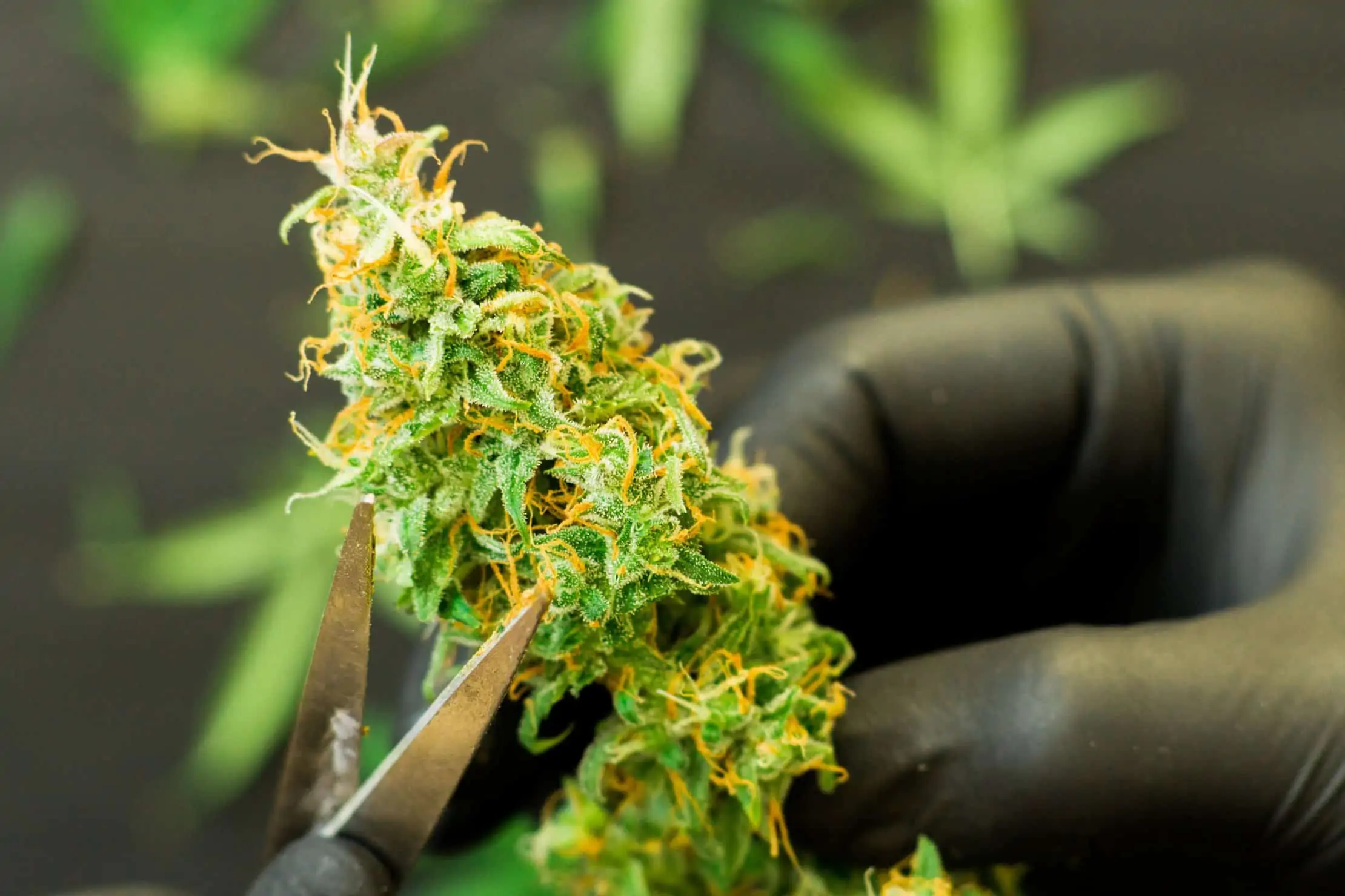 Tips for Finding Good Marijuana Industry Jobs. Trimming a marijuana bud.