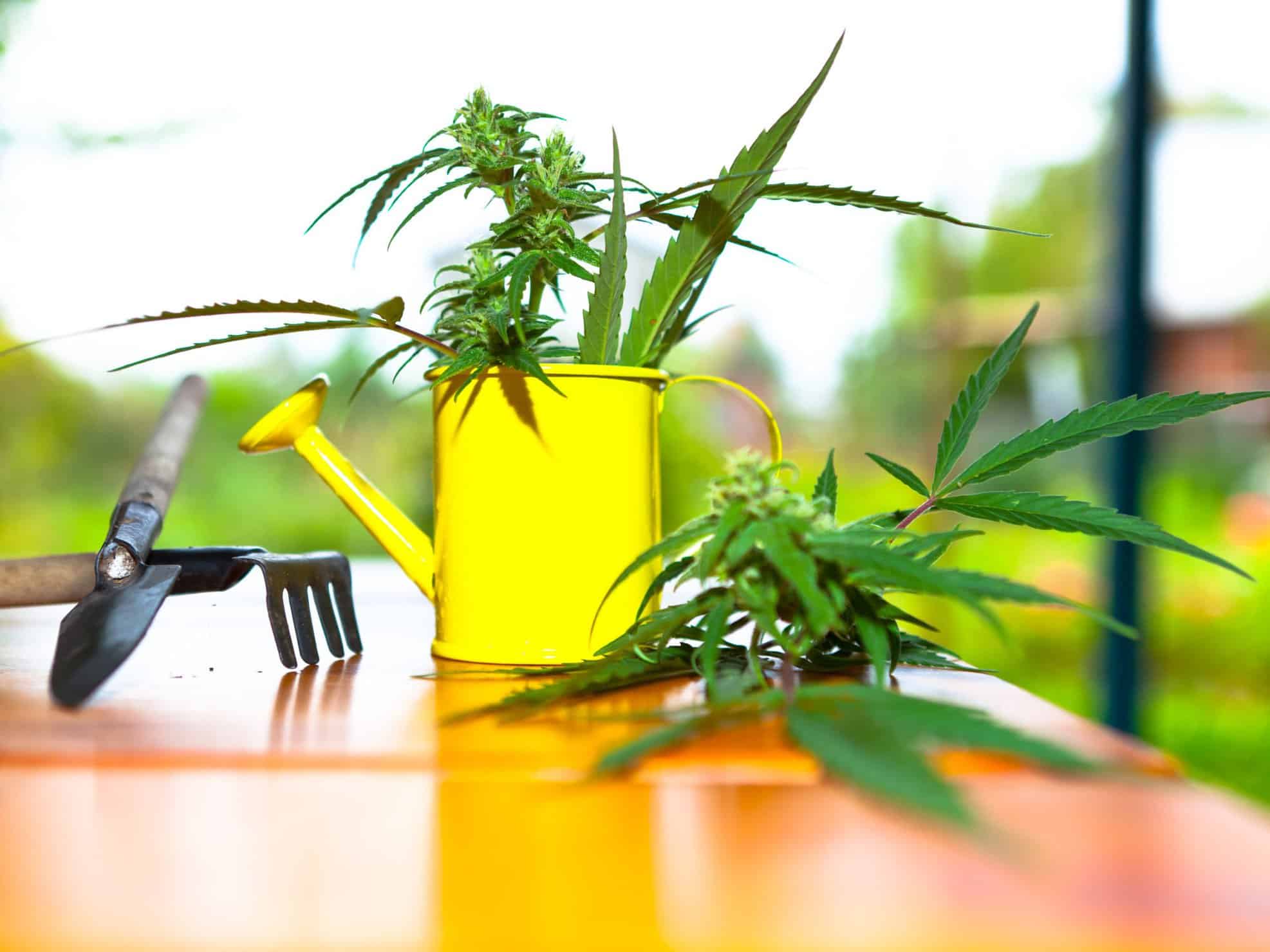 Tips Every Cannabis Grower Should Know