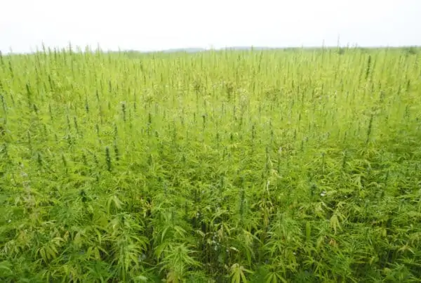 Trump Signs Farm Bill, Making Hemp Legal. Field of marijuana leaves.