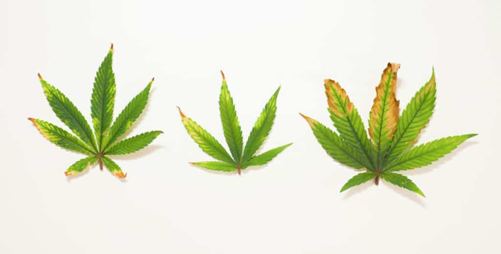 Infected cannabis leaf lay on white background banner. Marijuana plant illness. Growing hemp problems, cannabis leaves