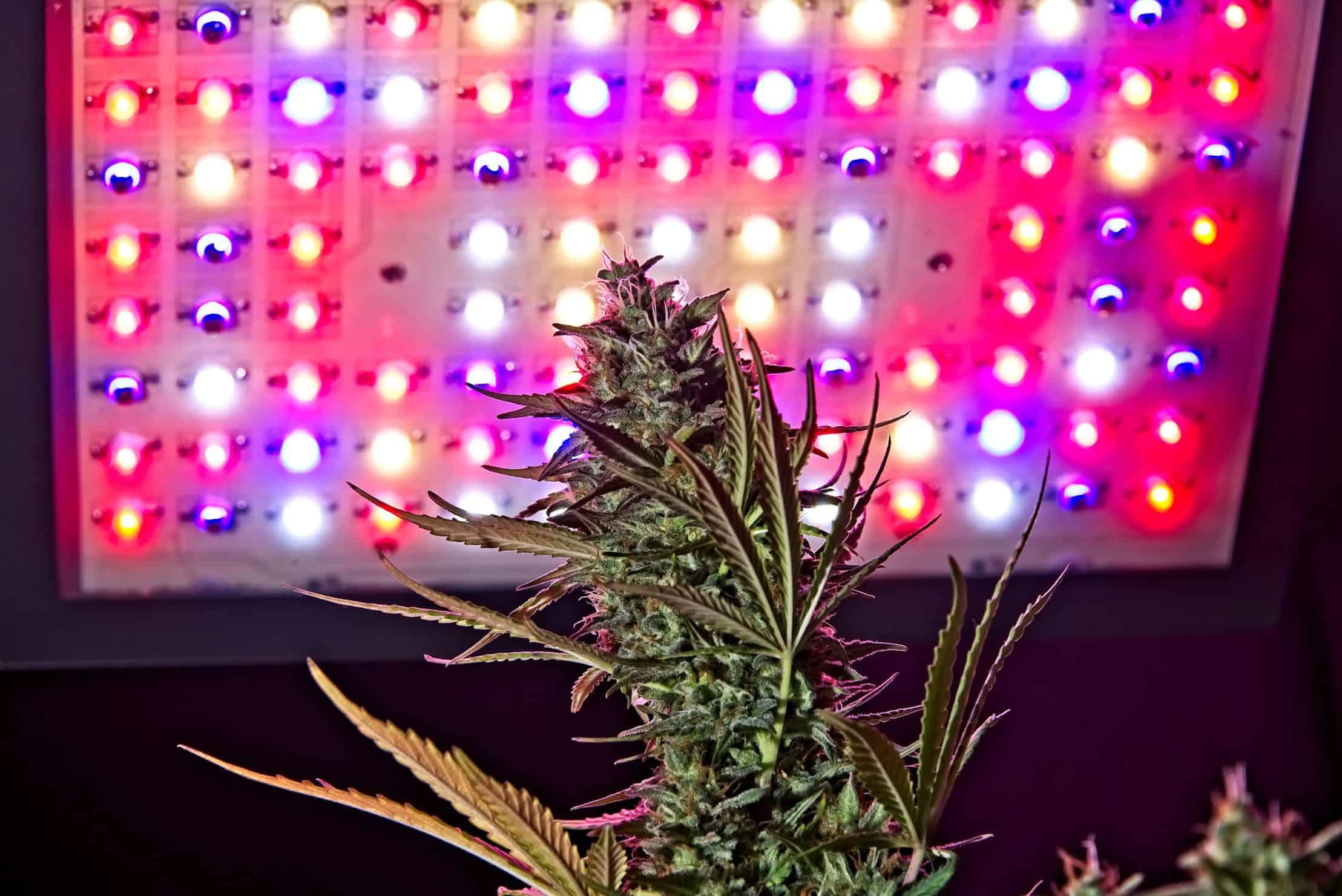 Full-Spectrum Lighting for Growing Cannabis