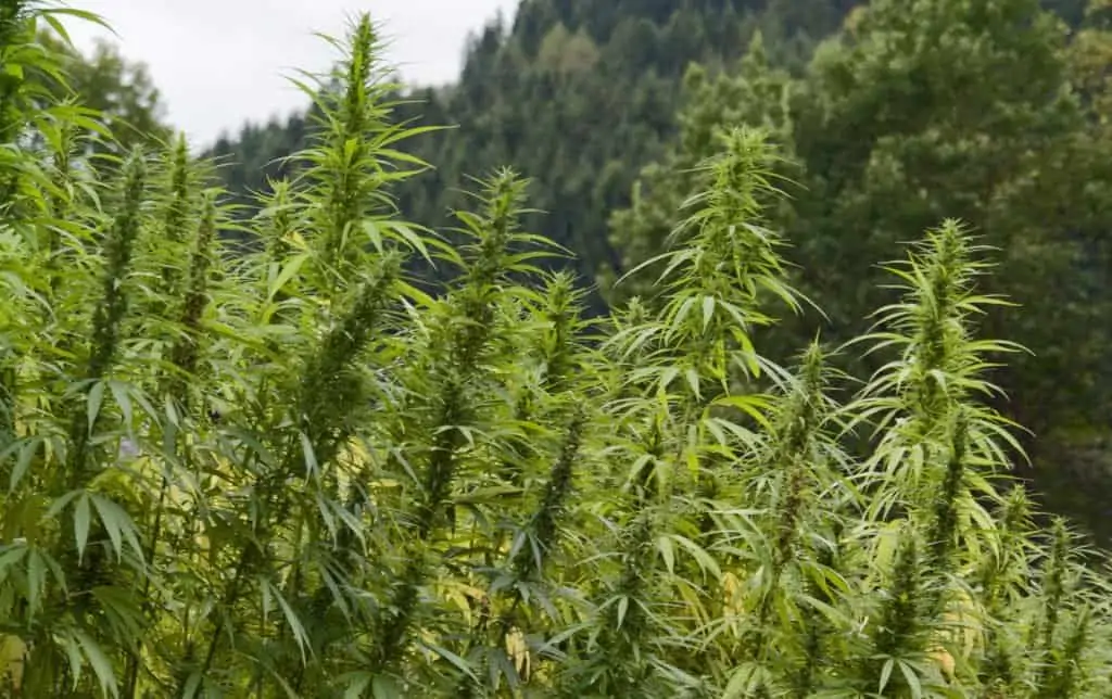 Growing Hemp in 2019 What To Know