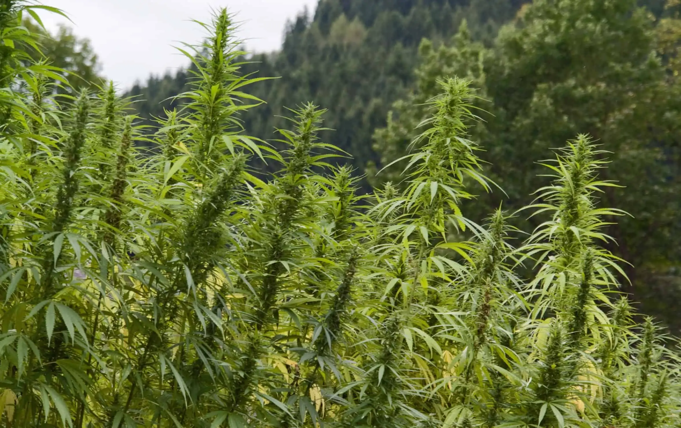Growing Hemp in 2019: What To Know