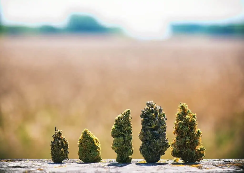 Haze vs. Kush Cannabis Strains: How To Tell the Difference. 5 different size buds.