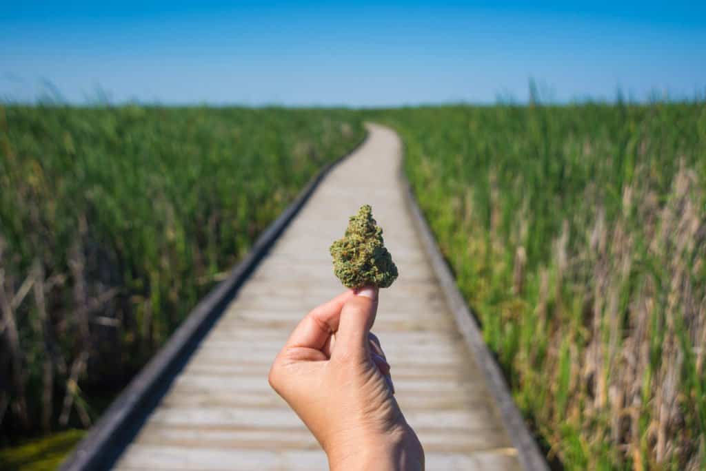 High-Potency Marijuana Strains To Break Through Your Tolerance. A hand holding bud in a field.