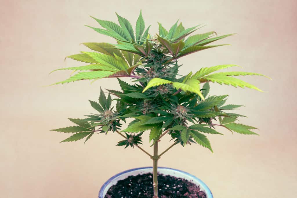 Marijuana plant in pot. Cannabis plant. 