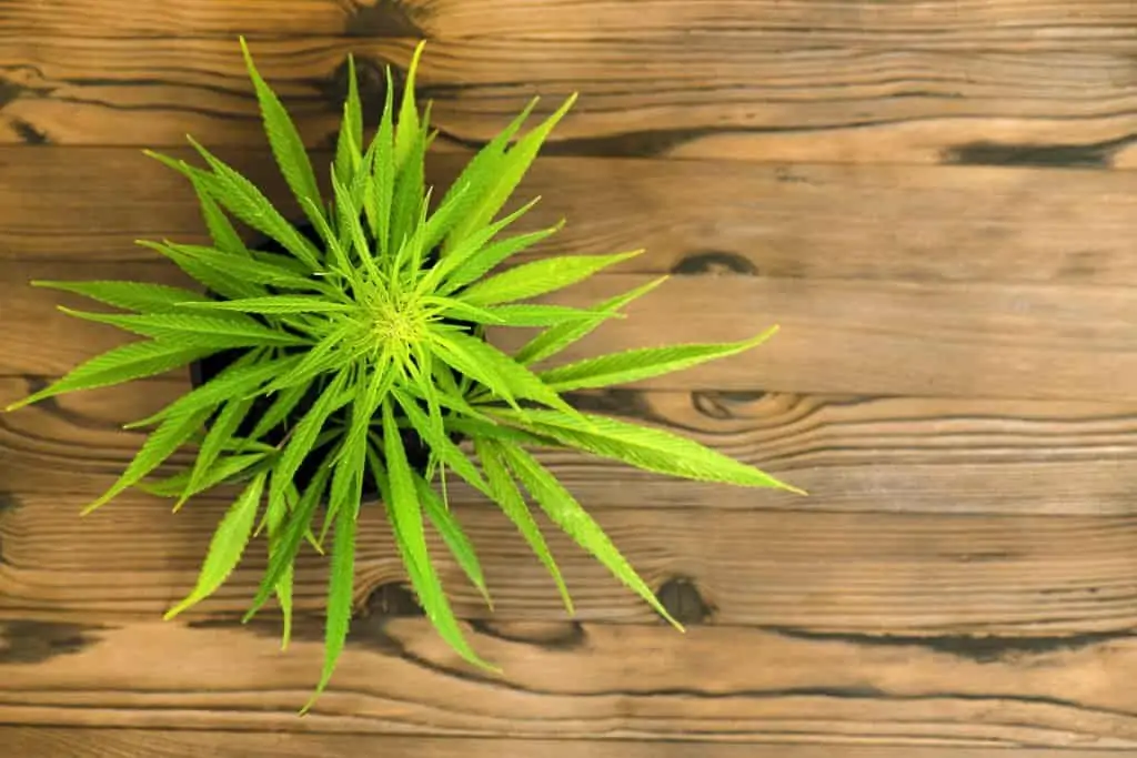 How to Grow Shorter Marijuana Plants. Marijuana plant on wood table.