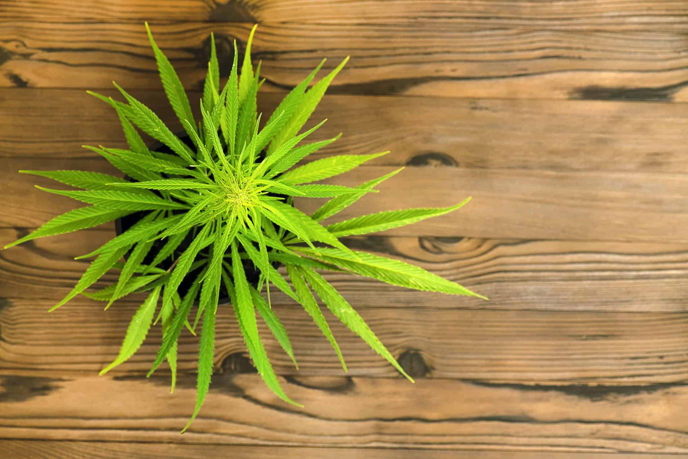 How to Grow Shorter Cannabis Plants