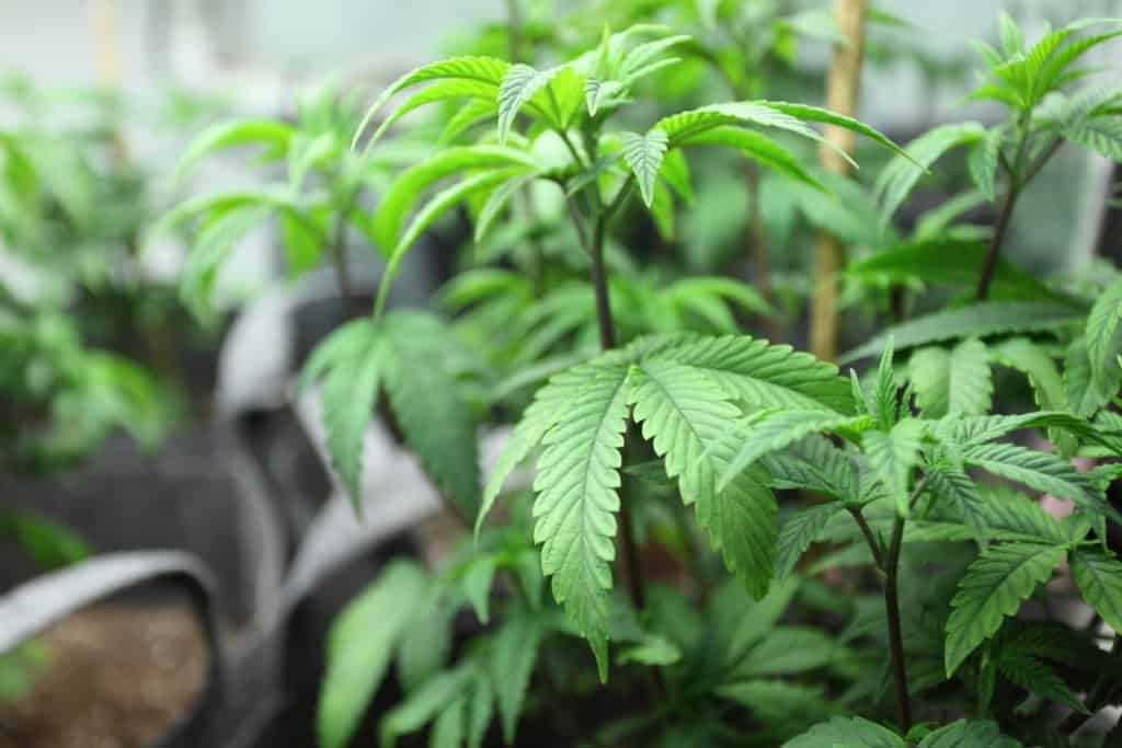 How to Select The Right Medical Marijuana Strains. Marijuana plants