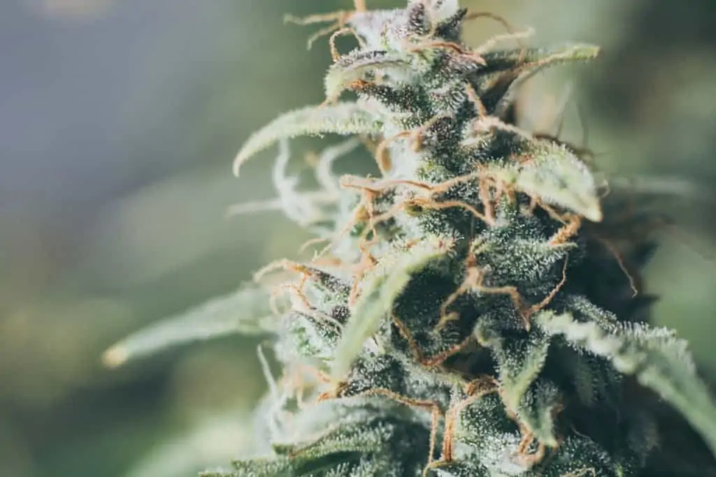 What is “Dank” Marijuana? Close up of a marijuana plant